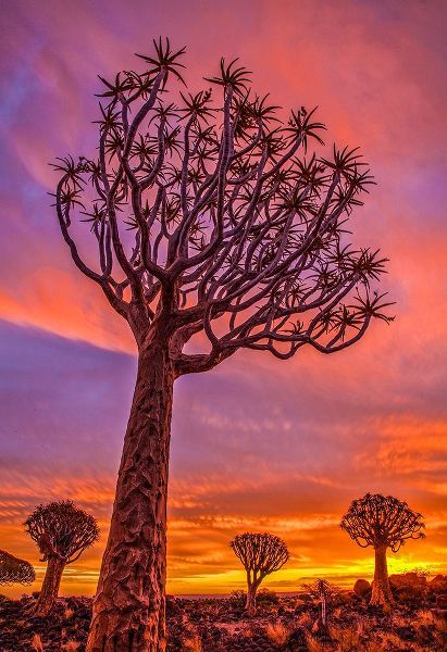 Jaynes Gallery 아티스트의 Africa-Namibia-Quiver trees at sunset작품입니다.